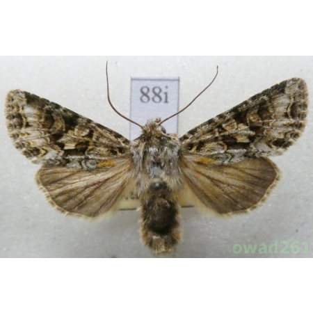 Hada plebeja (Linnaeus, 1761) Czech88i